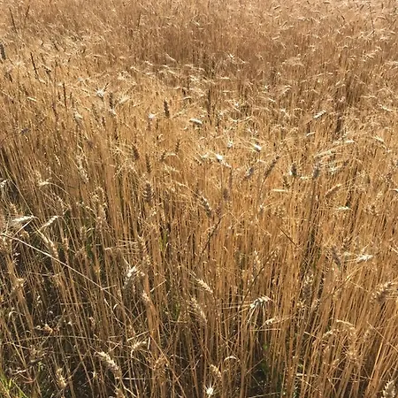 Gite Independant La Grange Aux Lions, Au Calme A 10 Minutes De Montlucon Boussier